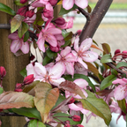 皇家雨滴海棠 Royal Raindrops Crabapple