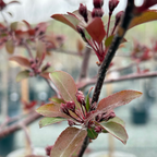 皇家雨滴海棠 Royal Raindrops Crabapple