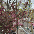 皇家雨滴海棠 Royal Raindrops Crabapple