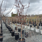 皇家雨滴海棠 Royal Raindrops Crabapple