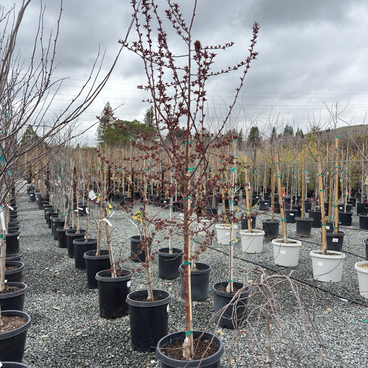 皇家雨滴海棠 Royal Raindrops Crabapple