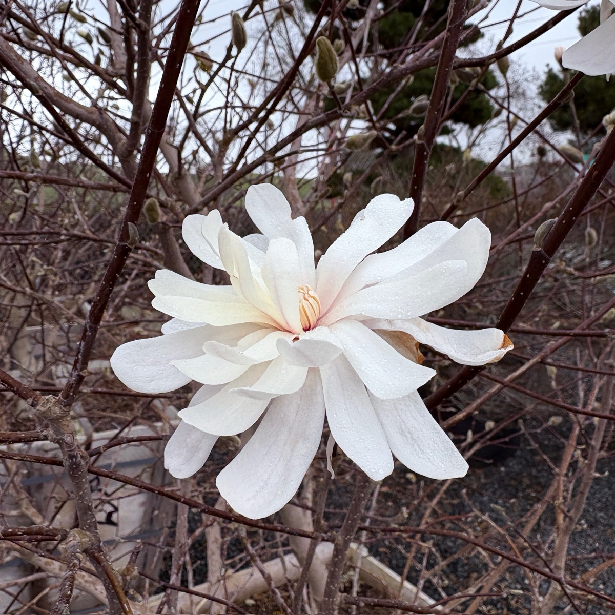 星花玉兰 Royal Star Magnolia
