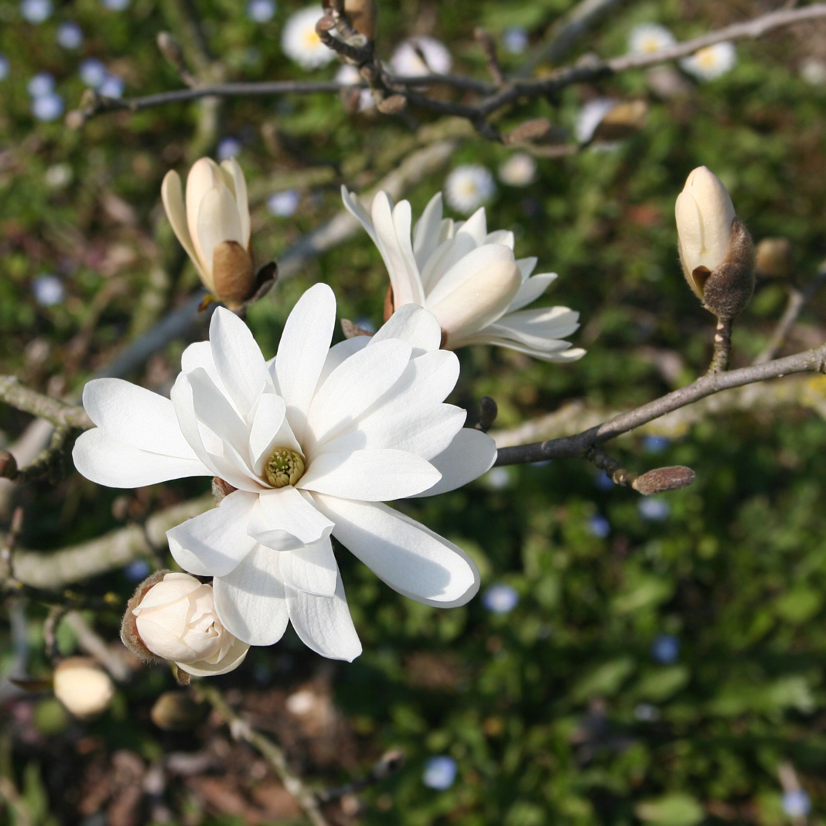星花玉兰 Royal Star Magnolia