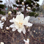 星花玉兰 Royal Star Magnolia