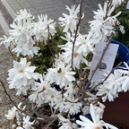 星花玉兰 Royal Star Magnolia
