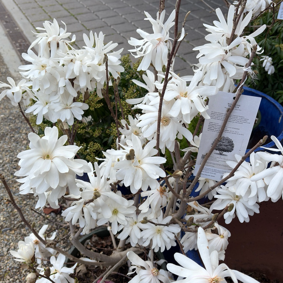 星花玉兰 Royal Star Magnolia