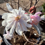 星花玉兰 Royal Star Magnolia