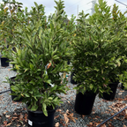 星花玉兰 Royal Star Magnolia