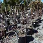 星花玉兰 Royal Star Magnolia