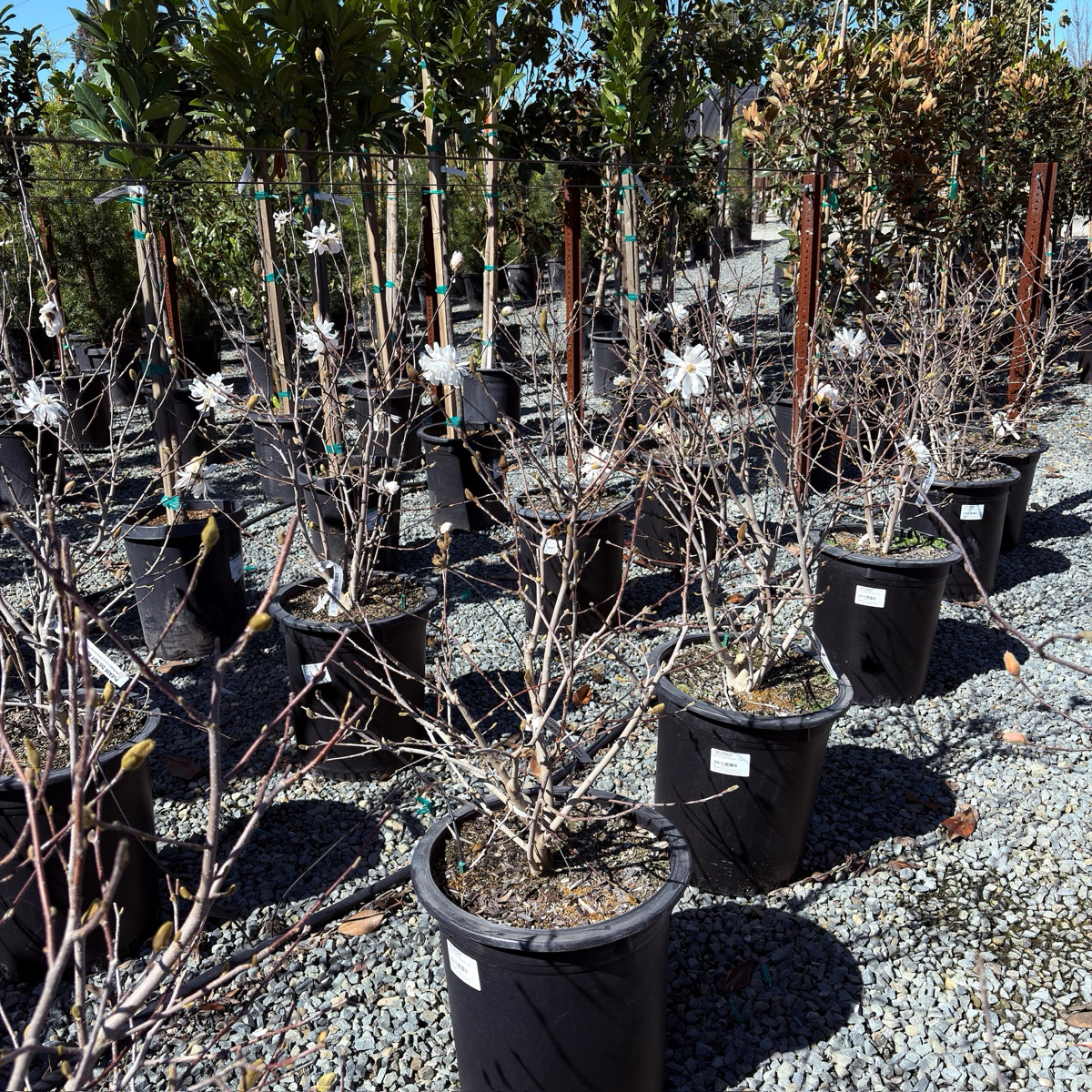 星花玉兰 Royal Star Magnolia