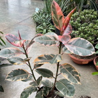 橡皮树-红关公 Ruby  Rubber Plant