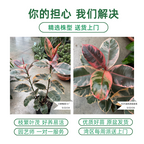 橡皮树-红关公 Ruby  Rubber Plant