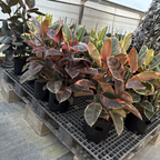 橡皮树-红关公 Ruby  Rubber Plant