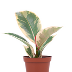 橡皮树-红关公 Ruby  Rubber Plant