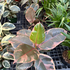 橡皮树-红关公 Ruby  Rubber Plant