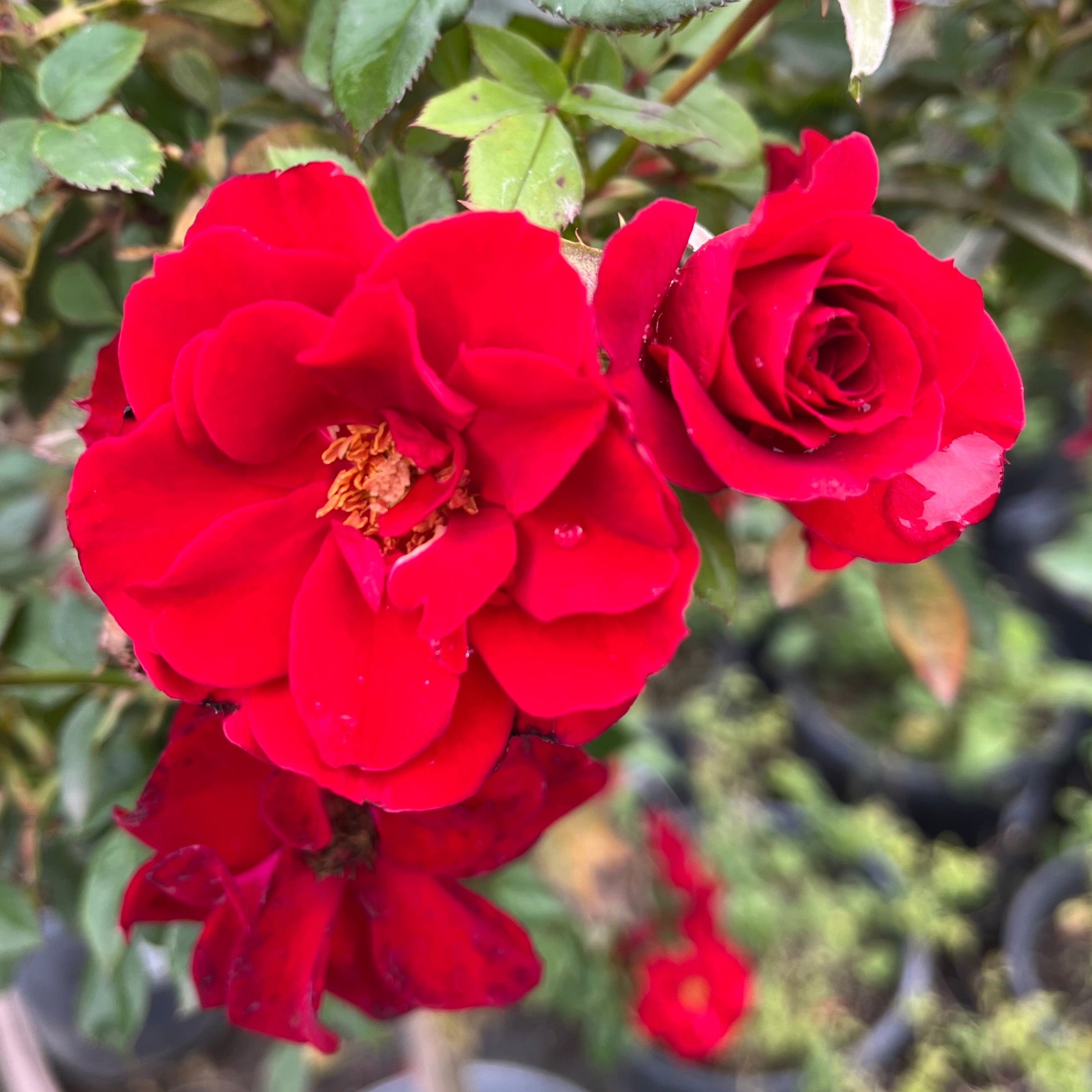 月季 Ruby Ruby™  Miniature Rose