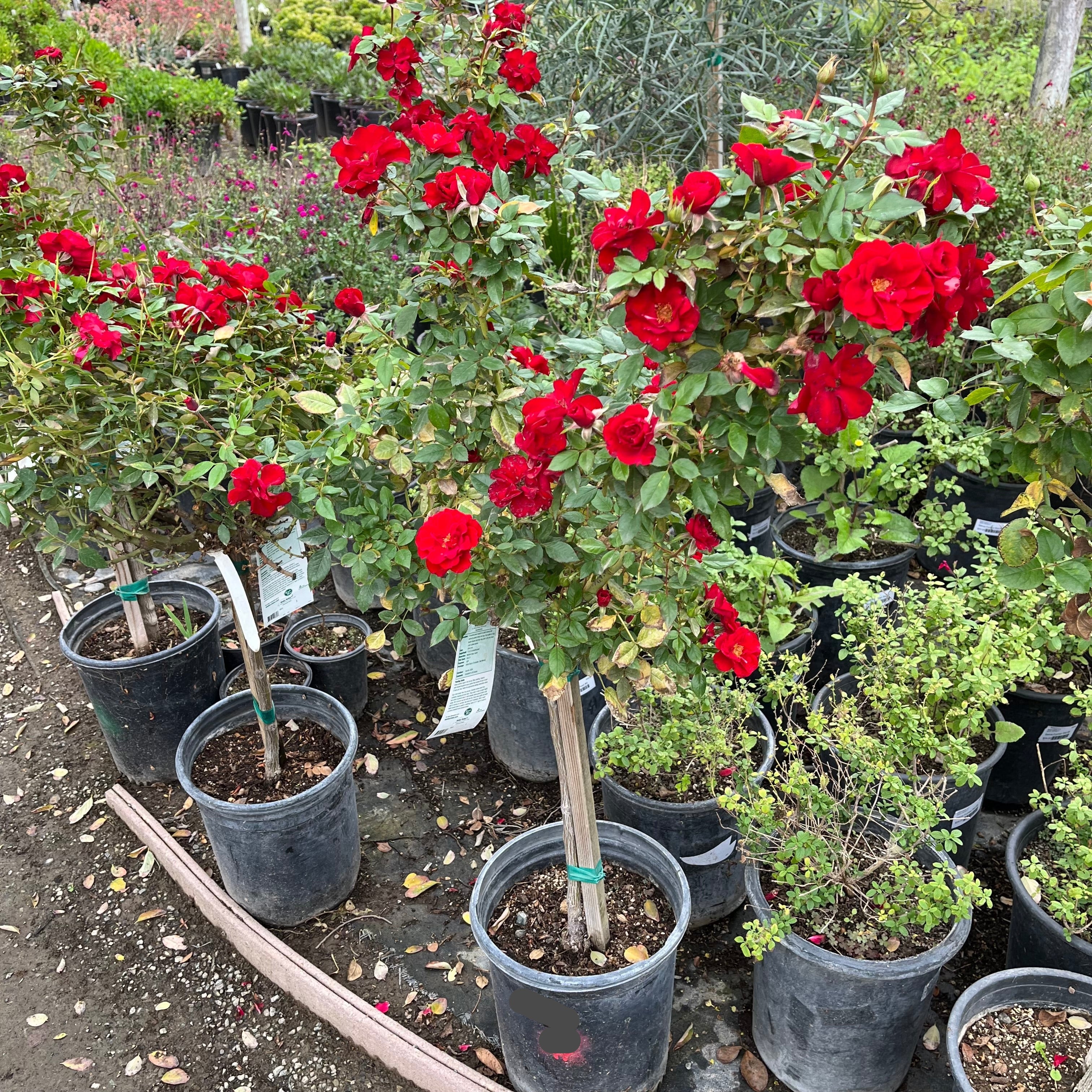 月季 Ruby Ruby™  Miniature Rose