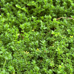 破裂草 Rupturewort