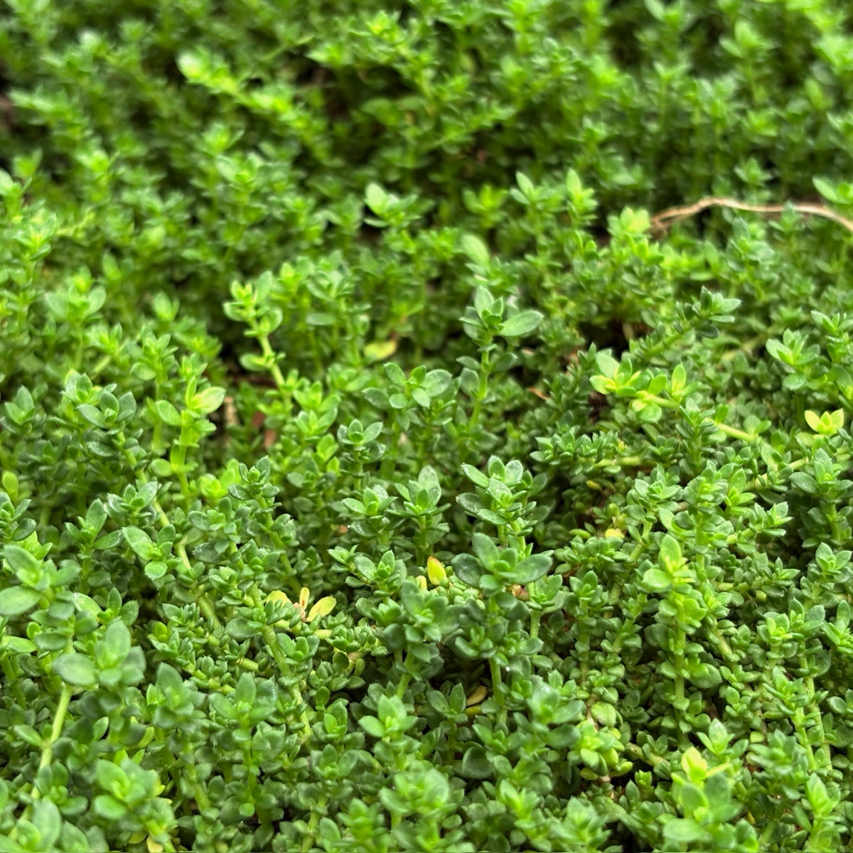 破裂草 Rupturewort