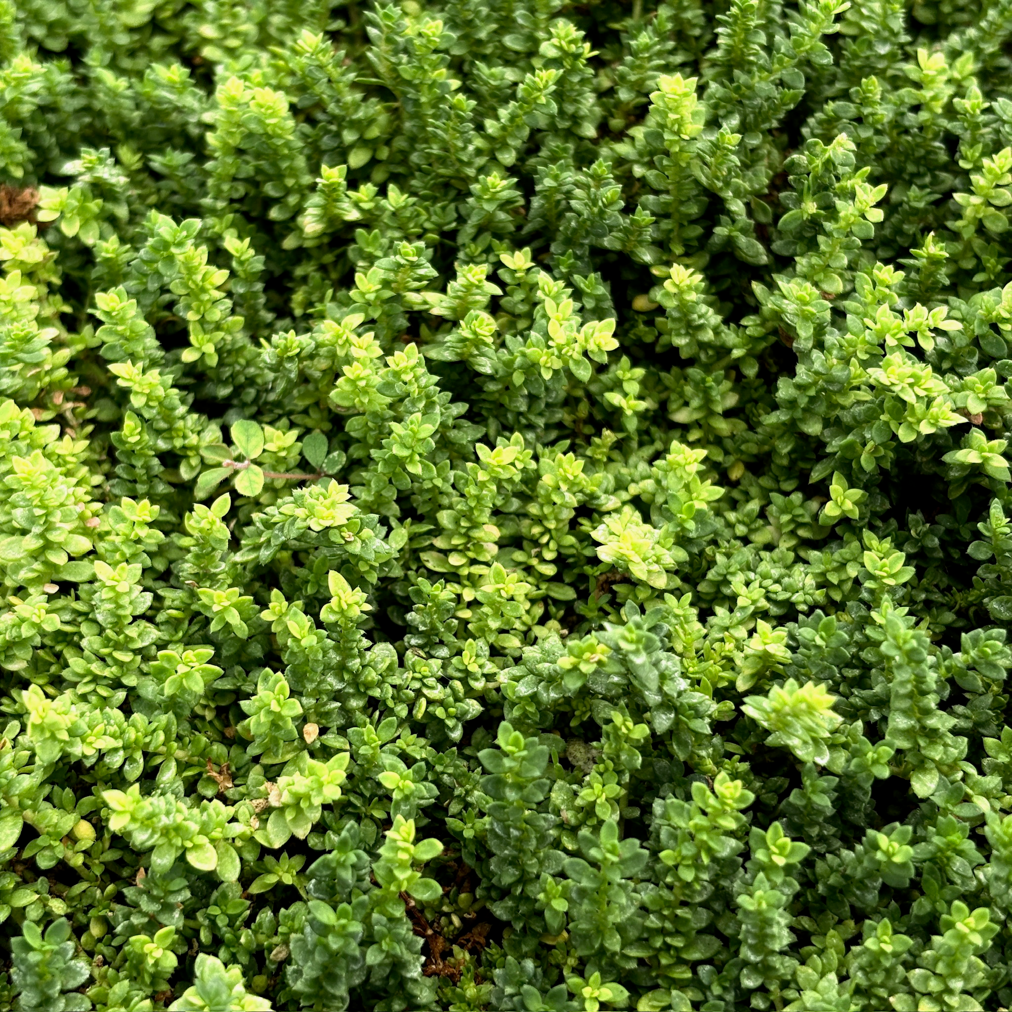破裂草 Rupturewort