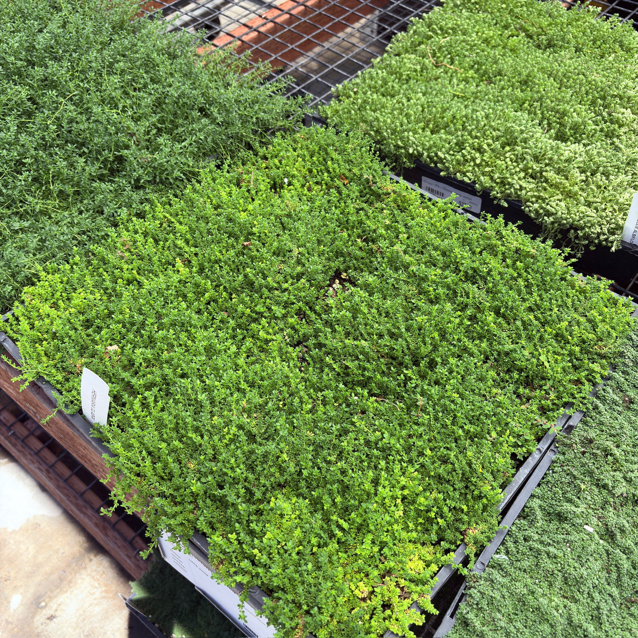破裂草 Rupturewort