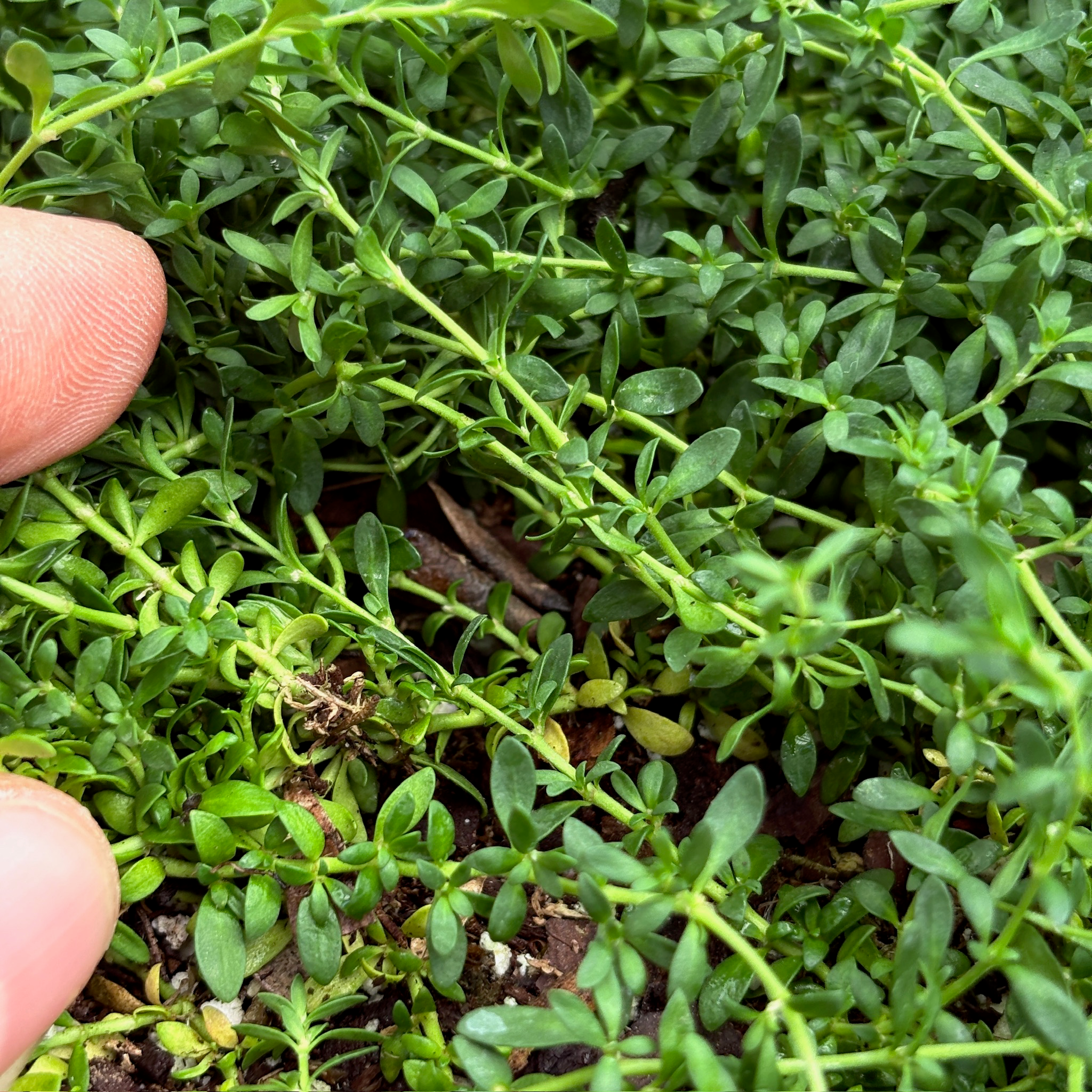 破裂草 Rupturewort