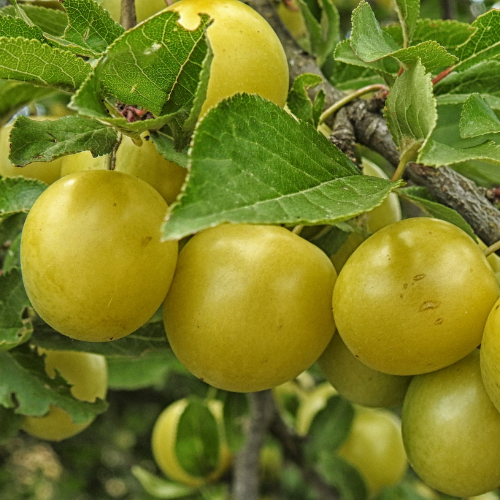 Plum Tree – Japanese Yellow Plum