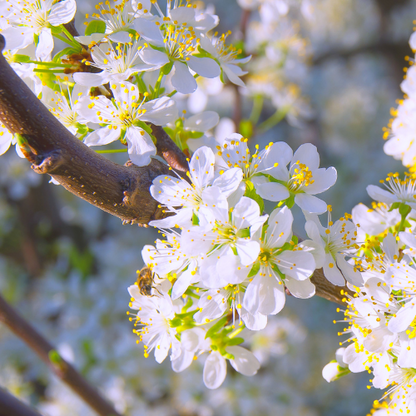 Plum Tree – Japanese Yellow Plum