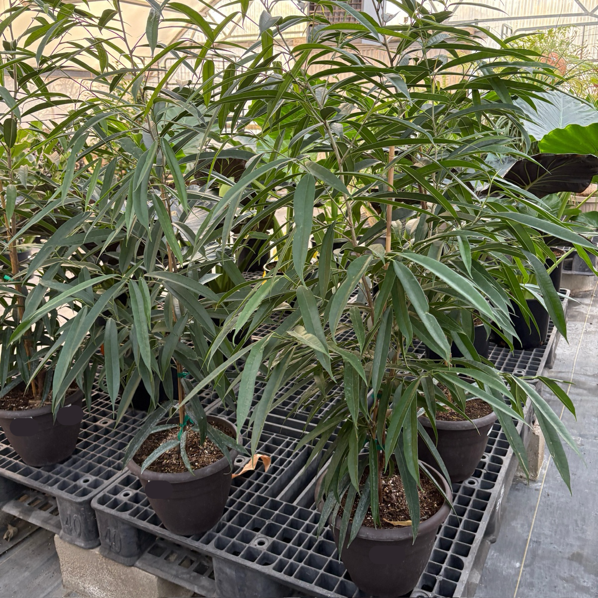 长剑叶榕 Sabre Ficus