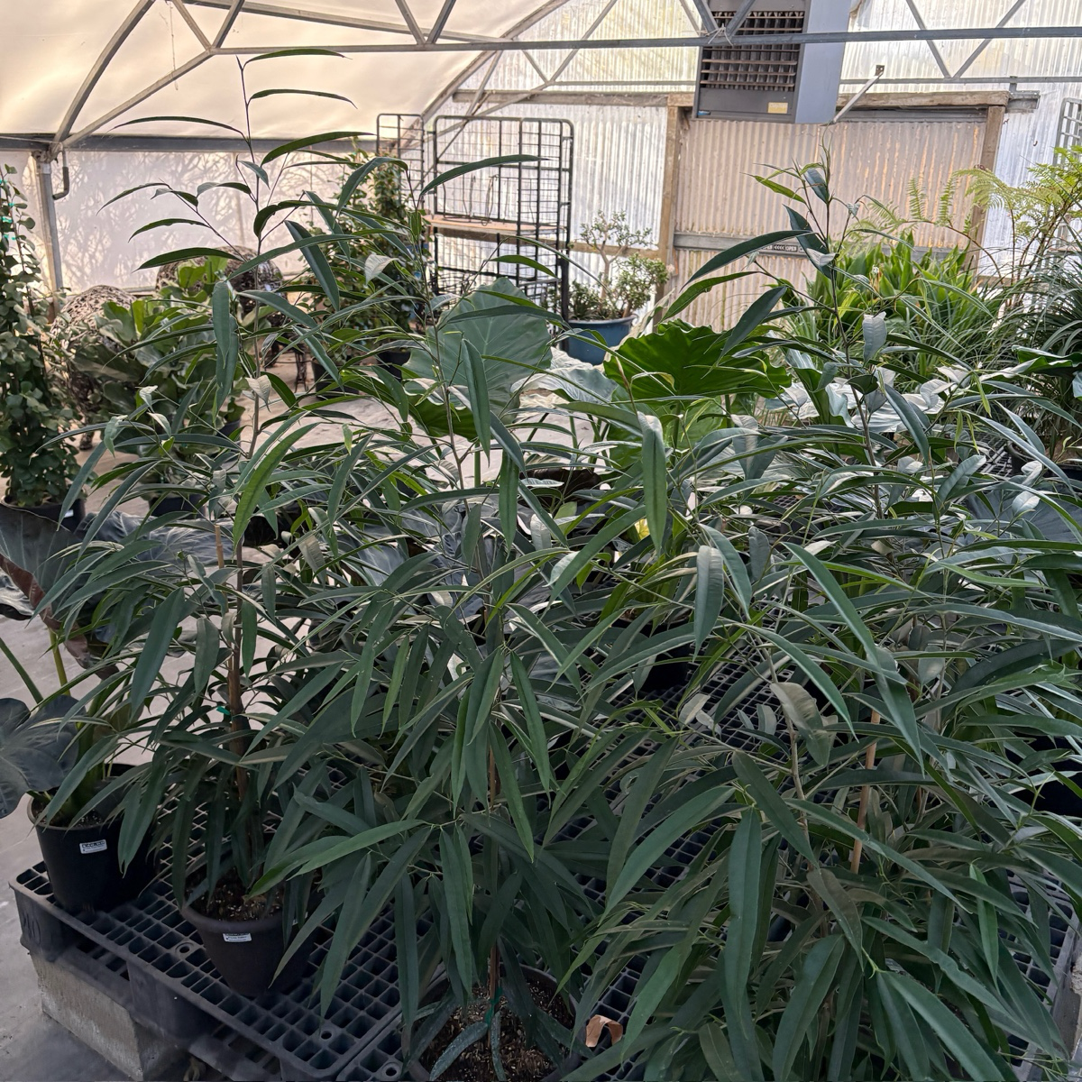 长剑叶榕 Sabre Ficus