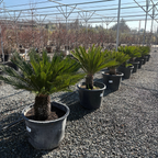 铁树 Sago Palm