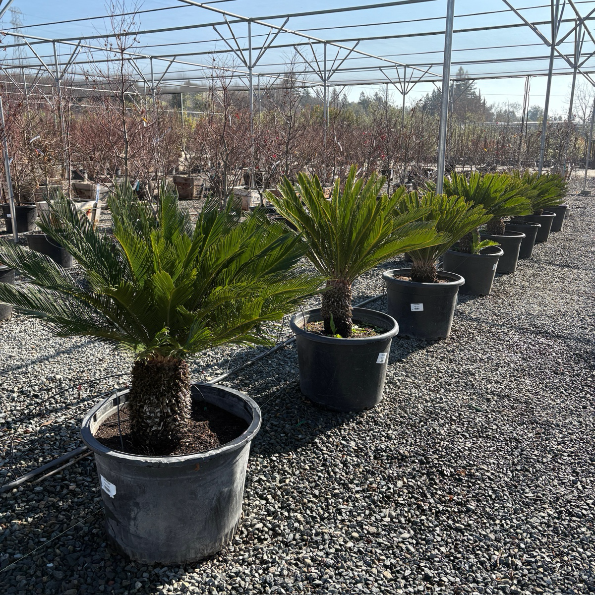 铁树 Sago Palm