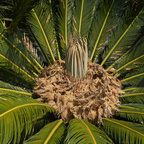 铁树 Sago Palm