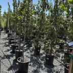 无果甜月桂 Saratoga Sweet Bay