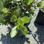 无果甜月桂 Saratoga Sweet Bay