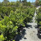 无果甜月桂 Saratoga Sweet Bay