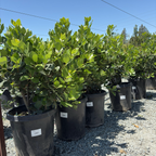 无果甜月桂 Saratoga Sweet Bay