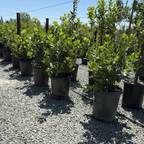 无果甜月桂 Saratoga Sweet Bay