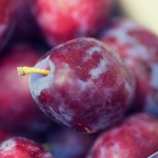 蜜橙李子 Satsuma Japanese Plum