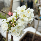 蜜橙李子 Satsuma Japanese Plum