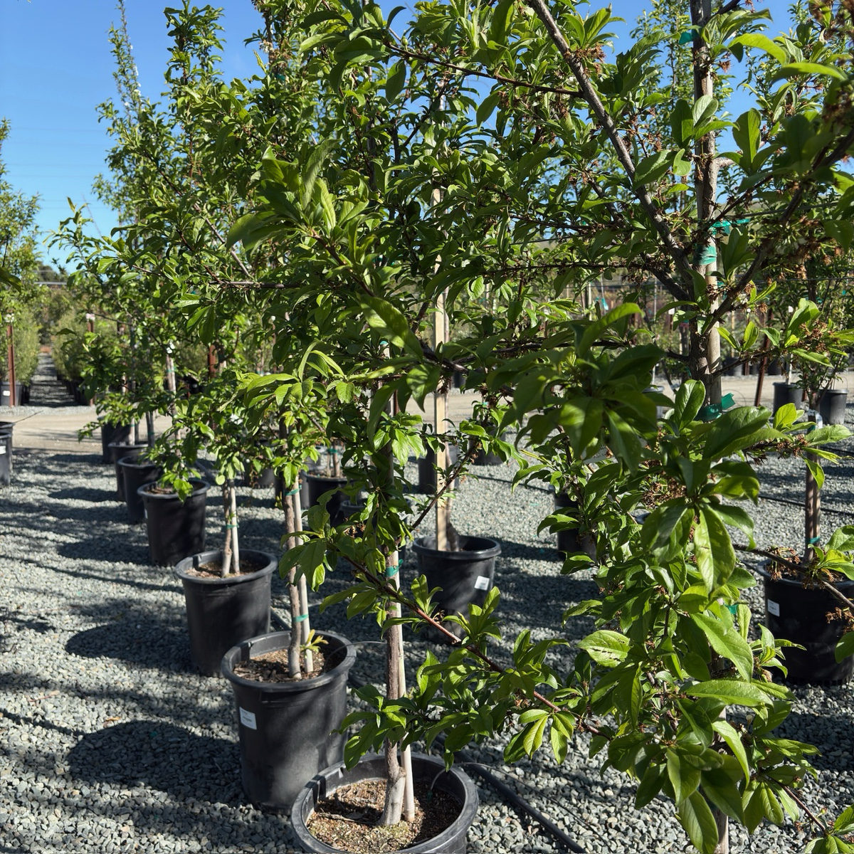 蜜橙李子 Satsuma Japanese Plum