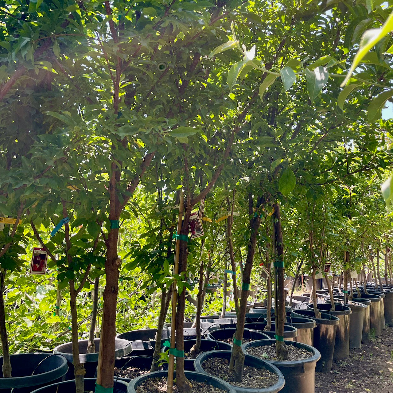 蜜橙李子 Satsuma Japanese Plum