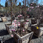 二乔玉兰 Saucer Magnolia