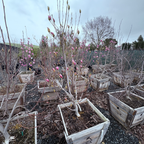 二乔玉兰 Saucer Magnolia