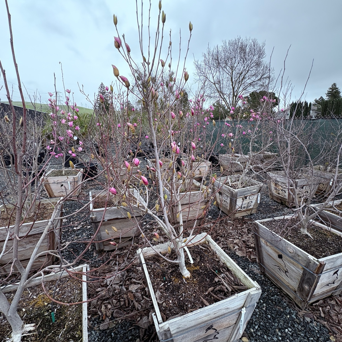 二乔玉兰 Saucer Magnolia