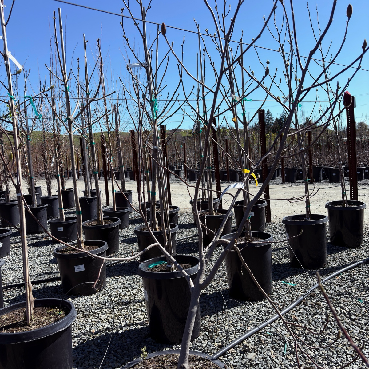 二乔玉兰 Saucer Magnolia