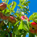 油蟠桃 Sauzee King Nectarine