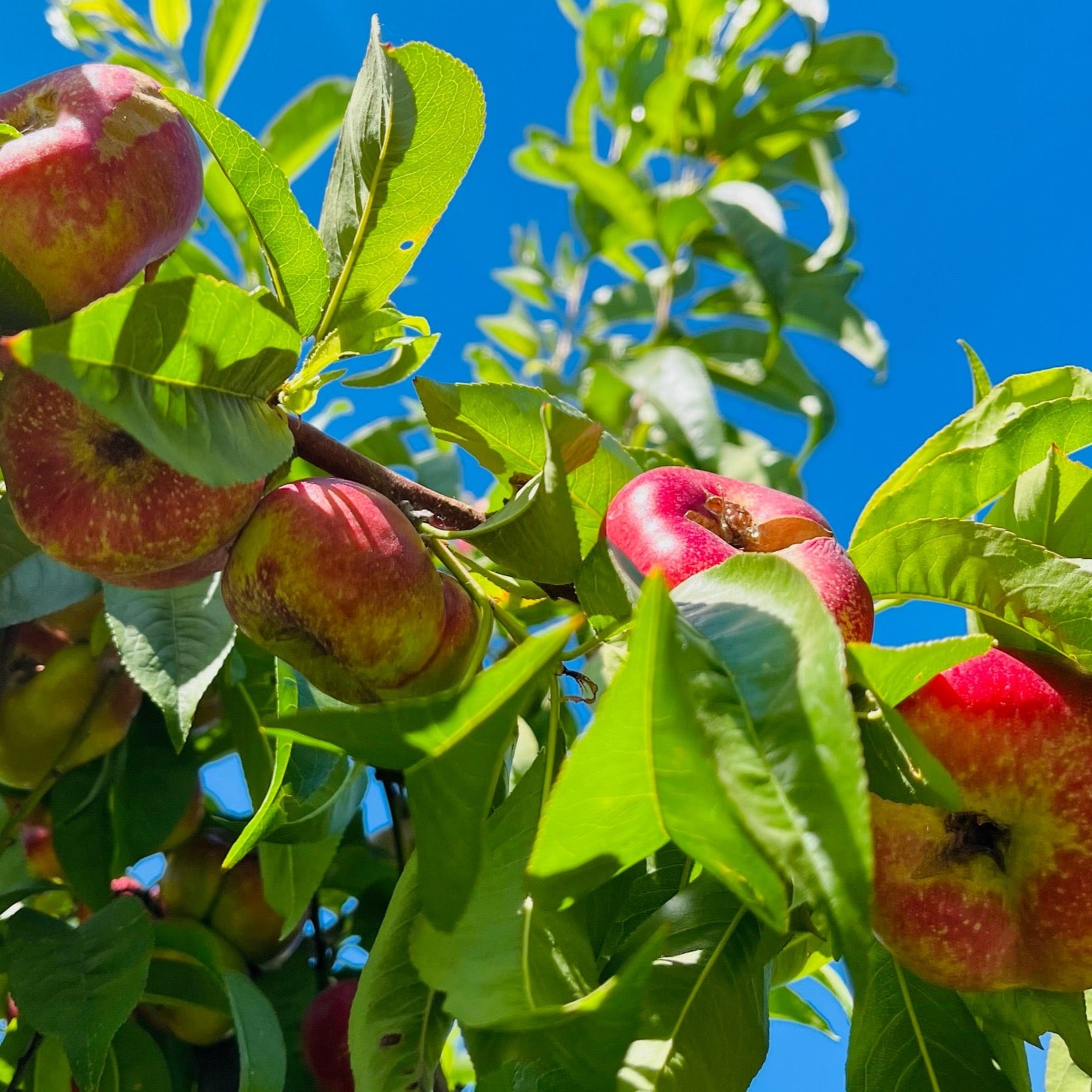 油蟠桃 Sauzee King Nectarine