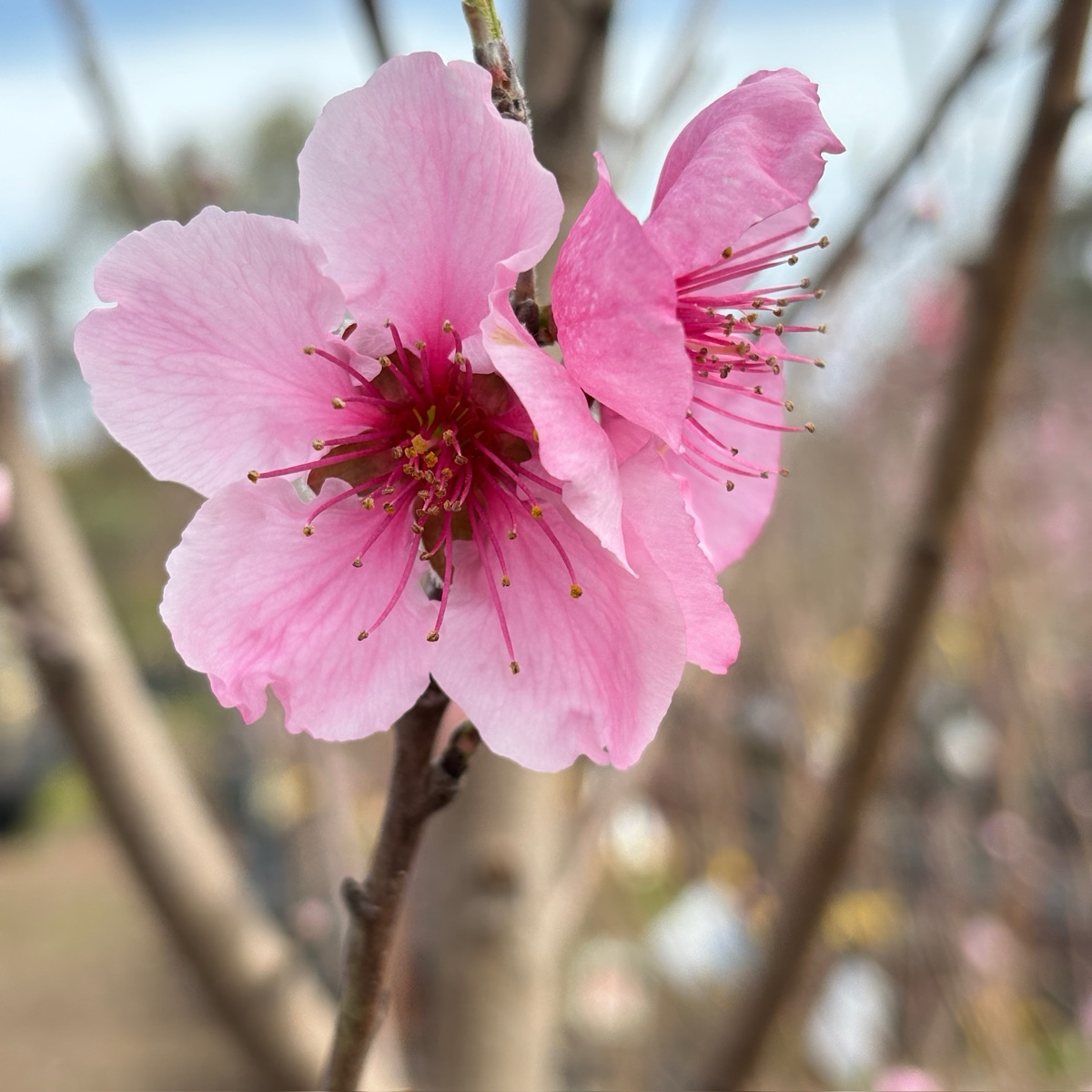 油蟠桃 Sauzee King Nectarine