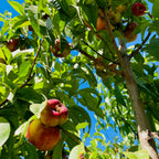 油蟠桃 Sauzee King Nectarine